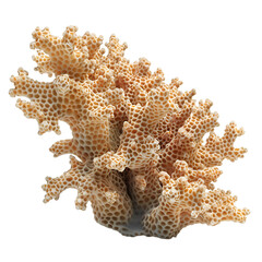 coral on transparent background

