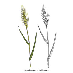 vector drawing wheatgrass, Triticum aestivum, hand drawn illustration of medicinal plant