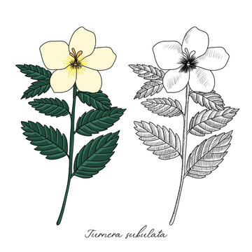 vector drawing white buttercup, Turnera subulata , hand drawn illustration of medicinal plant