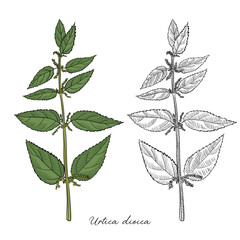 vector drawing nettle plant, Urtica dioica , hand drawn illustration of medicinal plant