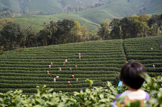 Cute Asian boy standing on tea mountain looking at tea mountain