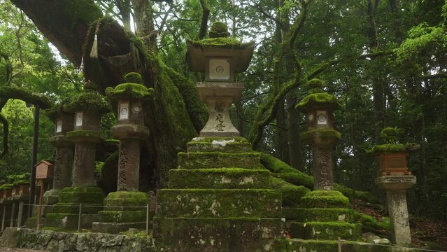Low Angle View At Row Of Moss Covered Stone Lanterns At Kasugataisha shrine (Kasuga-taisha) In Nara public park.