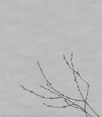 水彩で描いた枝に残った雪 わしの風合いを感じるモノトーンの【手描き】イラスト