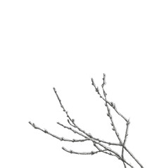 水彩で描いた枝に残った雪のモノトーンのイラスト【手描き】白バック コピースペース 透過背景
