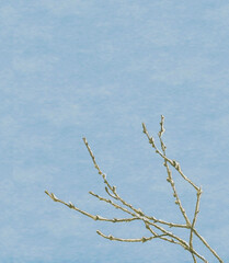 水彩で描いた枝に残った雪 わしの風合いを感じる青空を背景にした【手描き】イラスト