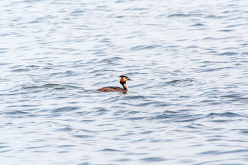 The waterfowl bird Great Crested Grebe swimming in the calm lake