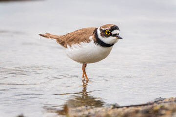 Little ringed plover (Charadrius dubius), bird standing on the lake shore