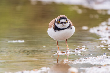 Little ringed plover (Charadrius dubius), bird standing on the lake shore