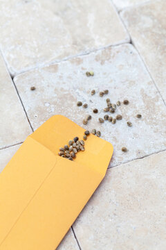 Cannabis or hemp seeds in yellow seed envelope 