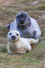 Focas madre e hija © Grey G.