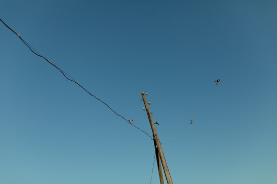 birds on wires