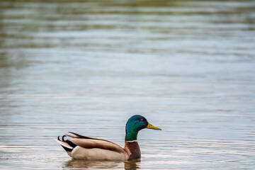 Duck swims in the pond in the rain.