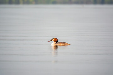 The waterfowl bird Great Crested Grebe swimming in the calm lake