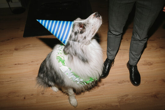 Dog with party accessories on New Year's Eve