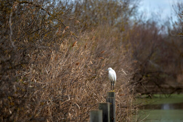 Aigrette au repos