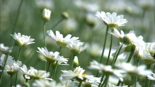 白い花 除虫菊