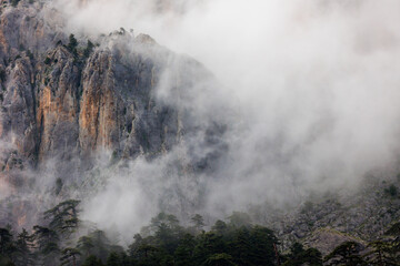 Mountains in the clouds. Aerial view of a mountain peak with green trees in the fog. Beautiful...