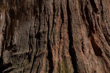 Tree Trunk Texture: Nature's Intricate Patterns Revealed