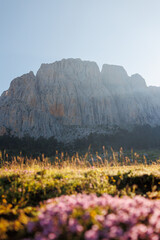 Beautiful spring landscape in the mountains. purple flowers. Dedegol. Turkey.