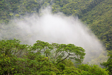 奄美, 春雨の日のマングローブ林