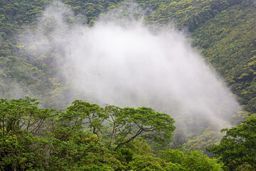 奄美, 春雨の日のマングローブ林