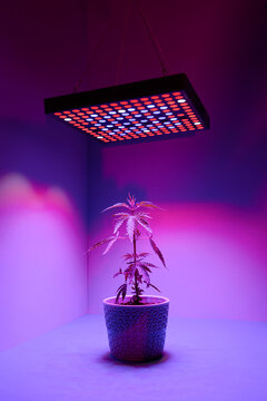 Marijuana cannabis plant under growth light. Studio shot