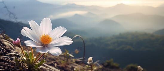 A white flower stands out against the rocky terrain of a mountain peak, symbolizing resilience and beauty in a harsh environment. The contrasting colors create a striking visual contrast. - Powered by Adobe