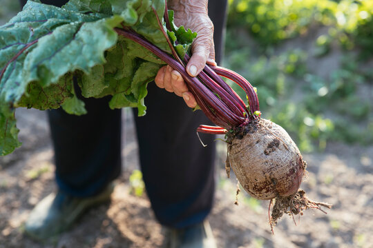 Fresh beetroot