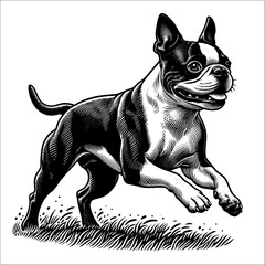 Happy Boston Terrier jumping. Hand Drawn Pen and Ink. Vector Isolated in White. Engraving vintage style illustration for print, tattoo, t-shirt, sticker	