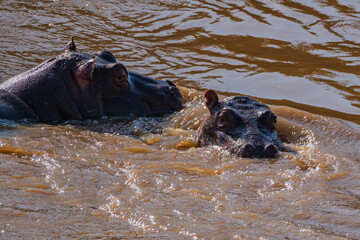 Fototapeta premium hippopotamus swimming in water