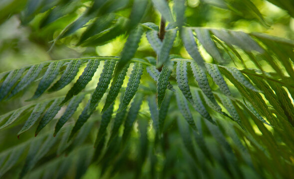 Lush fern
