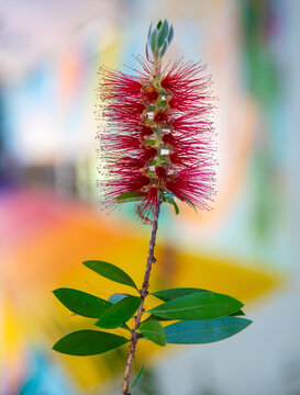 Bottlebrush plant
