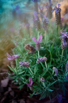 Lavender wildflower photo with colorful practical light leak effects 