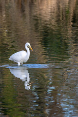 Fototapeta premium Maravíllate con el ballet aquático de una garceta deslizándose con gracia sobre las aguas tranquilas de un humedal. Captura la elegancia de esta danzarina.