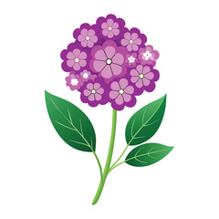 Verbena Flower Illustration on White Background