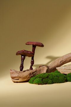 Nature composition with logs and reishi mushrooms