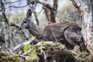 A Rare Female Musk Deer watches trekkers as they move on in the higher ranges and scrublands near the village of Dole on the Everest Base Camp trek in the upper Khumbu, Nepal