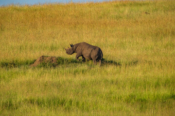 In Masai mara, the black rhino grazes freely with power and size