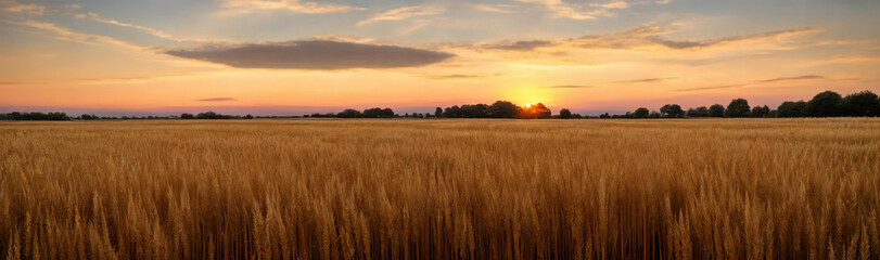 Tranquility of a vast wheat field at sunset, with the warm tones of the sky - obrazy, fototapety, plakaty