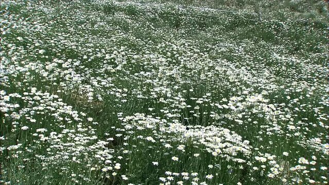 除虫菊の花畑