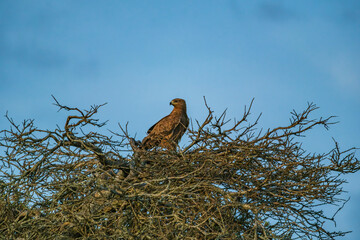 In Masai mara, the eagle seeks its prey