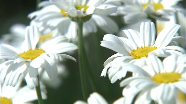 Pyrethrum flowers close up &ndash; traditional natural insecticide plant from Japan (with natural sound)