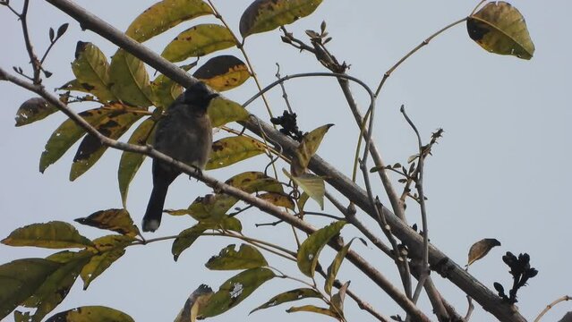 Red vented bul bul bird in tree .