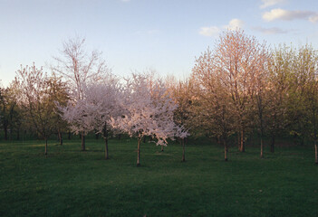 Spring nature cherry trees flowers blooming orchard
