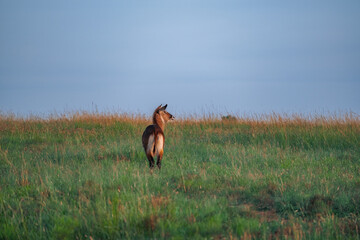 There are many species of gazelles in the Masai mara