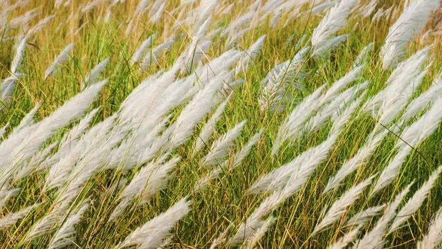 Beautiful white kash or kans grass flower in the wind
