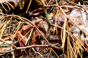 Brown wood frog (Lithobates sylvaticus, Rana sylvatica) also ice frog sitting on brown foliage and is well camouflaged in Asnen National Park, Urshult, Smaland, Sweden