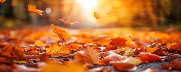 Autumn fallen leaves on road.