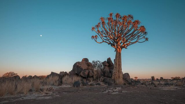Quiver Tree At Dusk In Southern Africa. Sunset To Night. hyperlapse, zoom-in shot