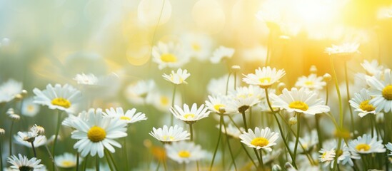 A field filled with white daisies is illuminated by the sun in the background, creating a bright and cheerful scene.